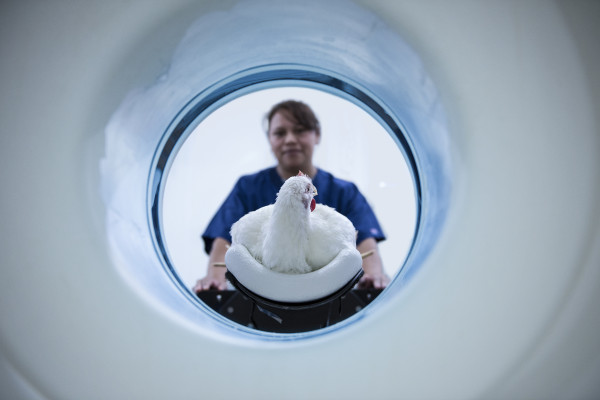 Technician operating the CT scanner