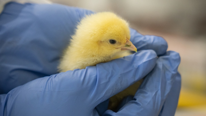 Advancing the poultry industry through science-based research and practices