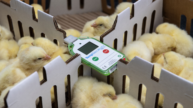 Manipulado con cuidado: El viaje de un pollito reproductor