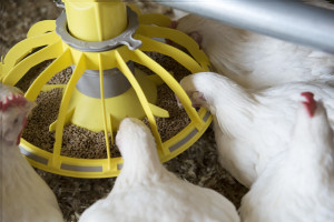 Broilers at a feeding station