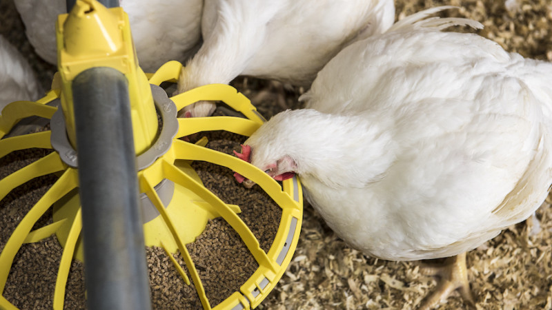 New Aviagen gut health toolkit supports antibiotic-free poultry production
