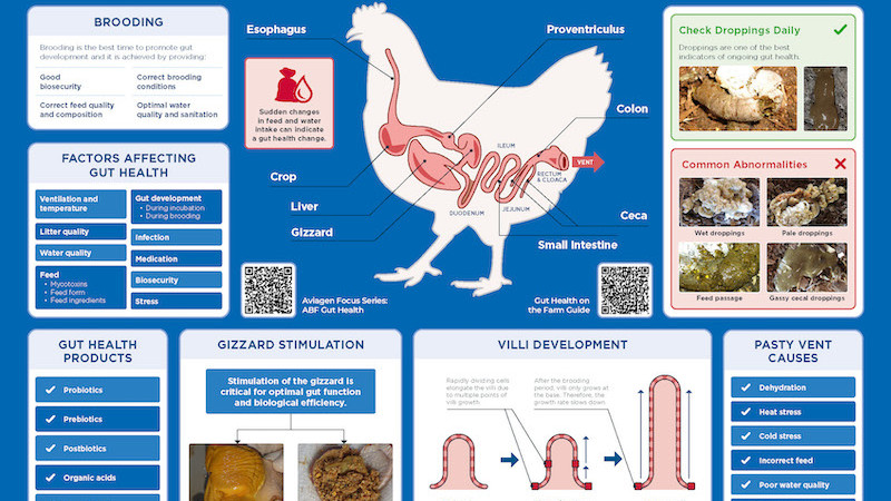 Farm poster