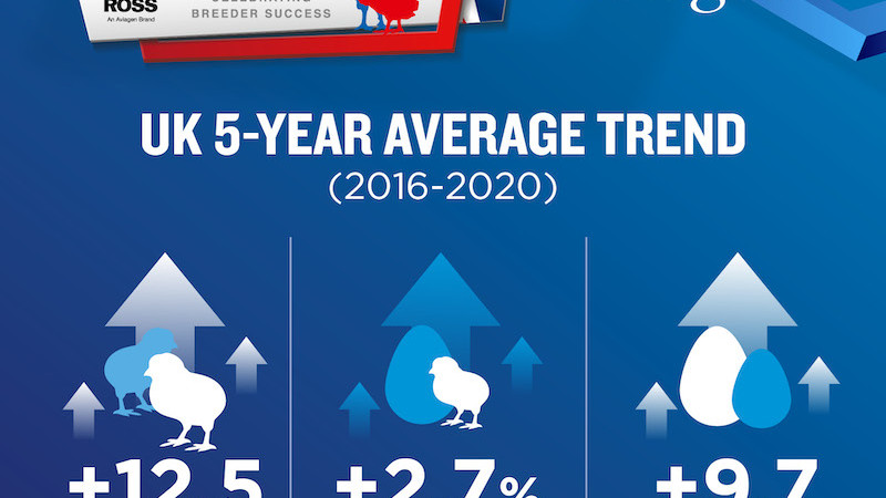 Ross UK 2020 Flock Award Winners are the Best of the Best