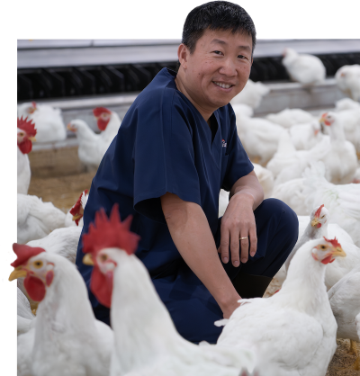 Aviagen employee with flock of white chickens