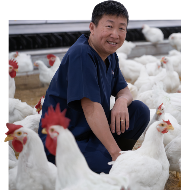 Aviagen employee with flock of white chickens