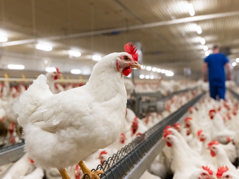 What is a Faster-Growing Chicken? 