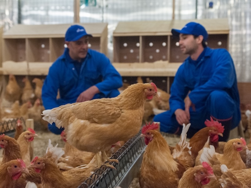 What is a Slower-Growing Chicken?