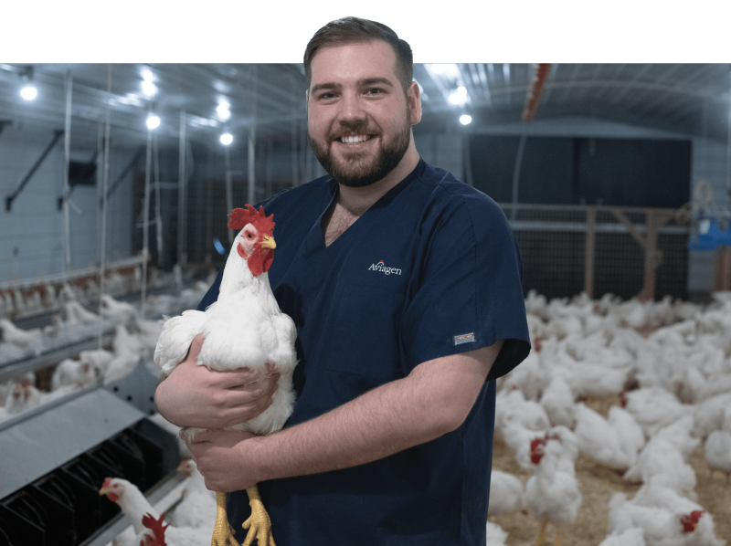 Modern Chicken Breeding Delivers on Welfare and Sustainability