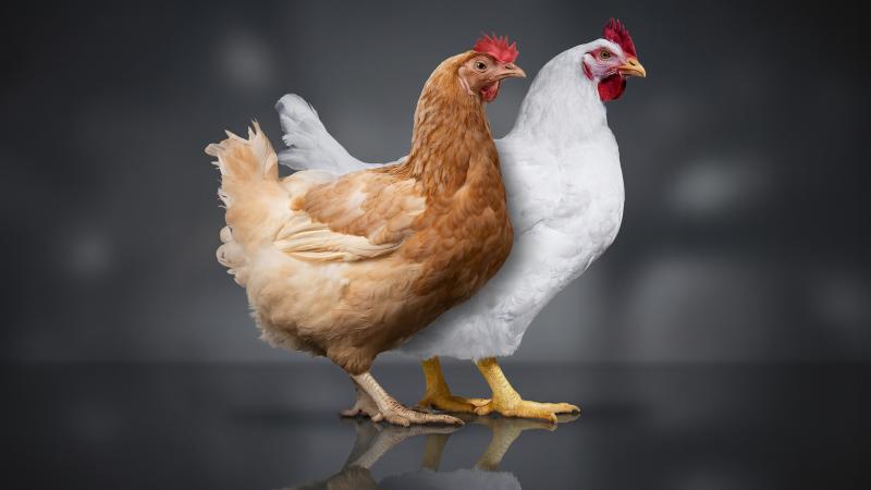 Slow-Growing Chicken vs. Faster-Growing Chicken: What's the Difference?